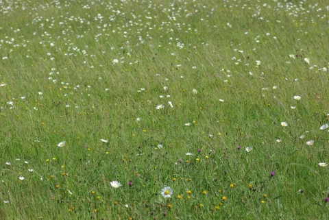  Name 08-Prairie de fauche TBiero.JPG