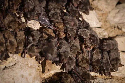 21-Grand Murin FNimal