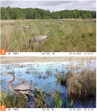 Couple de grues cendrées (haut) et héron pourpré de passage (bas) saisis par un appareil à déclenchement automatique sur un étang du Perche © Vincent Trémel, PNR Perche